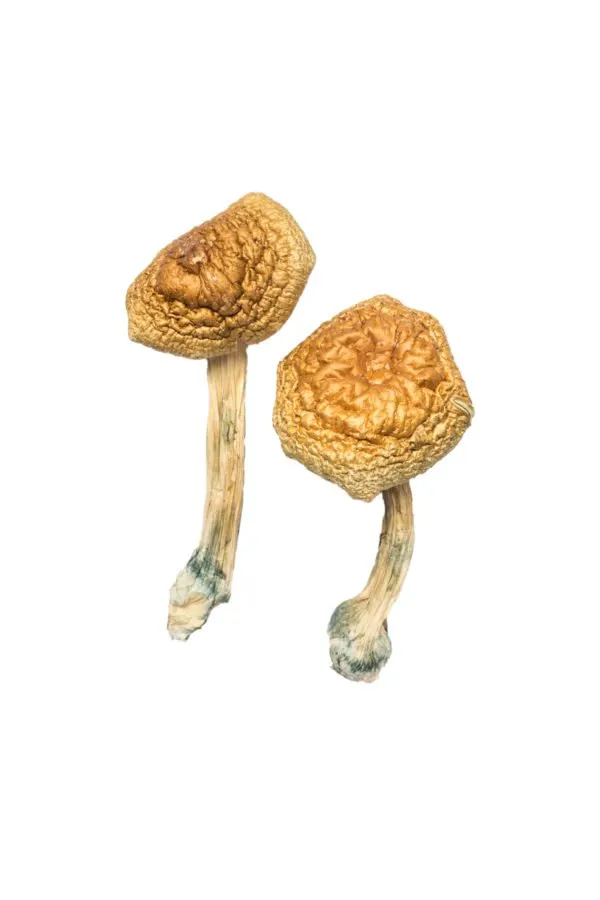 Golden-Mammoth-Magic-Mushrooms-600x900-1.webp