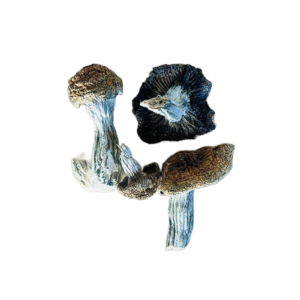 Blue Meanie Magic Mushrooms USA
