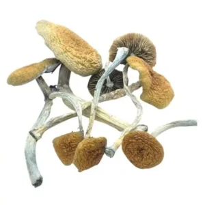 Z- Mushrooms Starin USA
