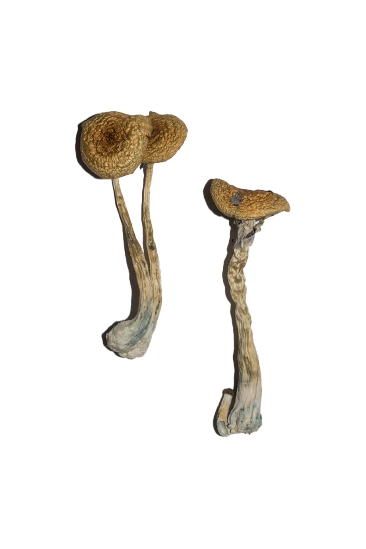Penis-Envy-6-PE6-Shrooms.webp