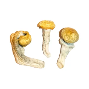 Penis Envy Magic Mushrooms
