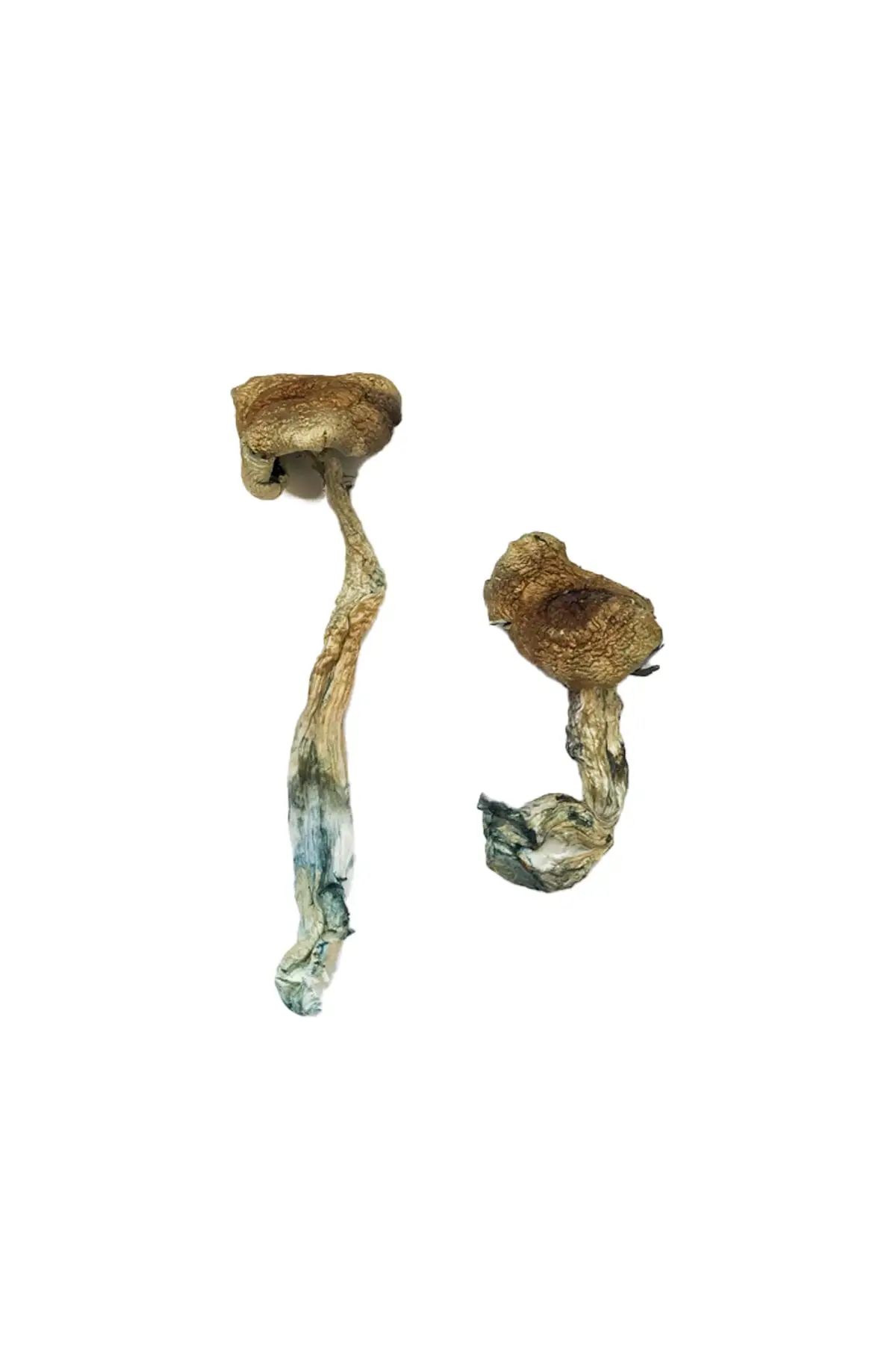 Texas-Yellow-Cap-Magic-Shrooms.webp