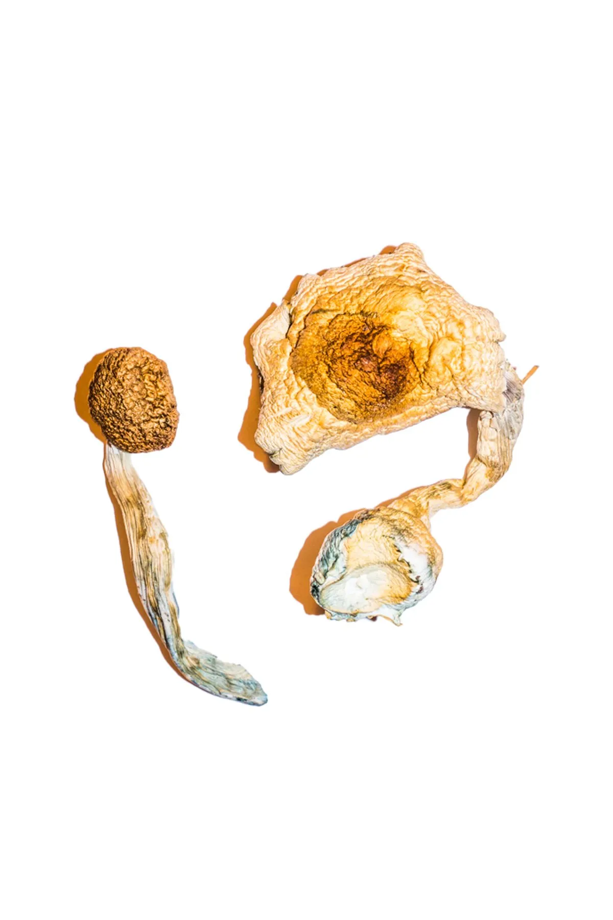 Transkei-Magic-Mushrooms-Canada.webp