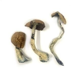 Buy McKennaii Magic Mushrooms