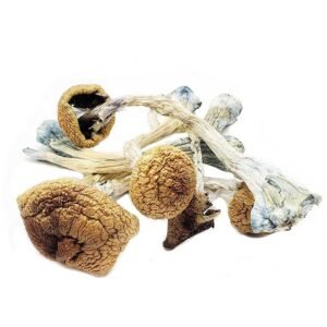 Ecuadorian Mushrooms USA